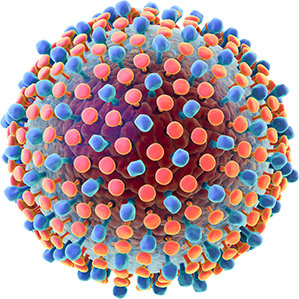 Вирус гепатита С, определение суммарных антител класса IgG и IgM (медосмотр)