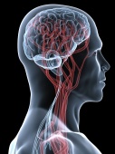 УЗДГ экстракраниального отдела сосудов шеи и головного мозга